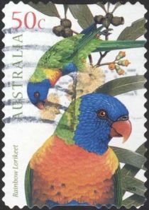 Rainbow Lorikeet (Trichoglossus molluccanus)