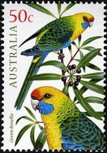 Green Rosella (Platycercus caledonicus)