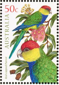 Red-capped Parrot (Purpureicephalus spurius)