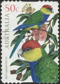 Red-capped Parrot (Purpureicephalus spurius)