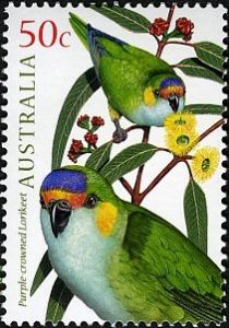 Purple-crowned Lorikeet (Glossopsitta porphyrocephala)