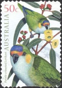 Purple-crowned Lorikeet (Glossopsitta porphyrocephala)