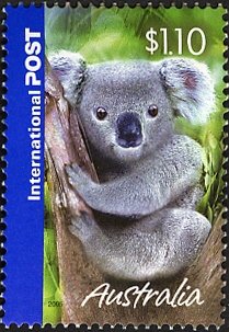 Koala (Phascolarctos cinereus)