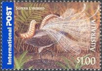 Superb Lyrebird (Menura novaehollandiae)