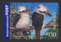 Laughing Kookaburra (Dacelo novaeguineae)