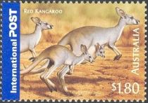 Red Kangaroo (Osphranter rufus)