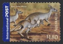 Red Kangaroo (Osphranter rufus)