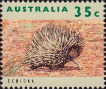 Short-beaked Echidna (Tachyglossus aculeatus)