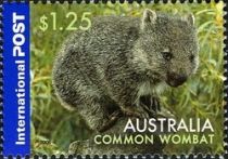 Common Wombat (Vombatus ursinus)