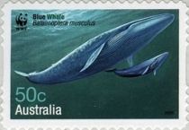 Blue Whale (Balaenoptera musculus)