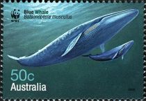 Blue Whale (Balaenoptera musculus)