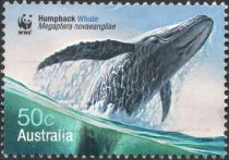 Humpback Whale (Megaptera novaeangliae)