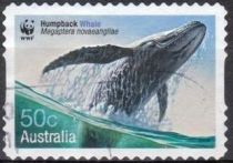 Humpback Whale (Megaptera novaeangliae)