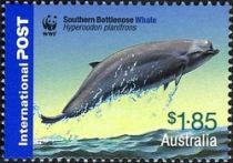 Southern Bottlenose Whale (Hyperoodon planifrons)