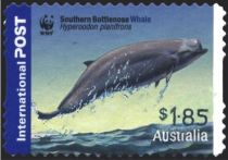 Southern Bottlenose Whale (Hyperoodon planifrons)