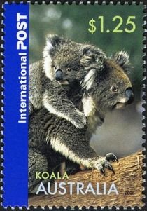 Koala with Cub (Phascolarctos cinereus)