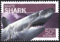 Great White Shark (Carcharodon carcharias)