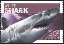 Great White Shark (Carcharodon carcharias)