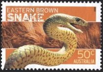 Eastern Brown Snake (Pseudonaja textilis)