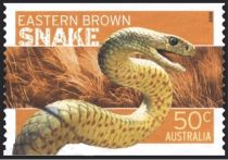 Eastern Brown Snake (Pseudonaja textilis)