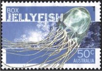 Box Jellyfish (Chironex fleckeri)