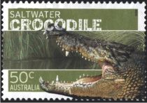 Saltwater Crocodile (Crocodylus porosus)