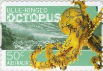 Greater Blue-ringed Octopus (Hapalochlaena lunulata) - Coil