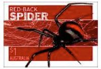 Redback Spider (Latrodectus hasselti)