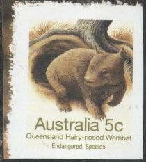 Queensland Hairy-nosed Wombat (Lasiorhinus krefftii)