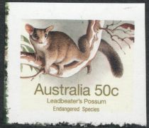 Leadbeater's Possum (Gymnobelideus leadbeateri)