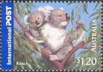 Koala (Phascolarctos cinereus)