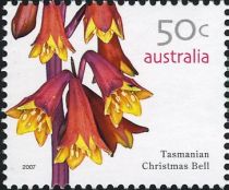 Tasmanian Christmas Bell (Blandfordia punicea)