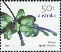 Green Spider Flower (Grevillea mucronulata)