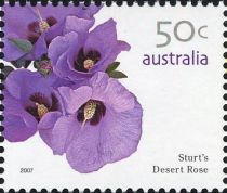 Sturt's Desert Rose (Gossypium sturtianum)