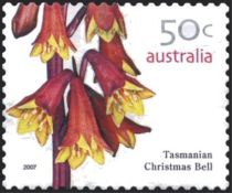 Tasmanian Christmas Bell (Blandfordia punicea)