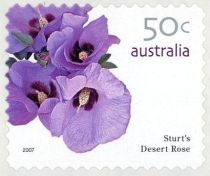 Sturt's Desert Rose (Gossypium sturtianum)