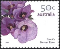 Sturt's Desert Rose (Gossypium sturtianum)