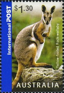 Yellow-footed Rock Wallaby (Petrogale xanthopus)