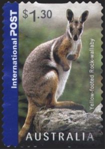 Yellow-footed Rock Wallaby (Petrogale xanthopus)