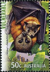 Grey-headed Flying Fox (Pteropus poliocephalus)