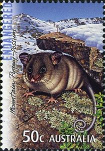 Mountain Pygmy Possum (Burramys parvus)