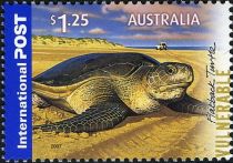 Australian Flatback Turtle (Chelonia depressa)