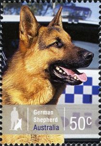 German Shepherd (Canis lupus familiaris)