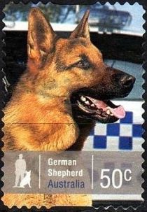 German Shepherd (Canis lupus familiaris)