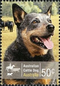 Australian Cattle Dog (Canis lupus familiaris)