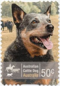 Australian Cattle Dog (Canis lupus familiaris)