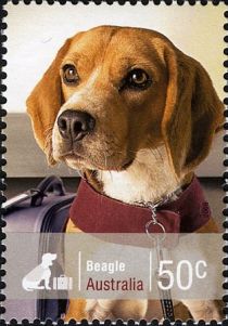 Beagle (Canis lupus familiaris)