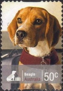 Beagle (Canis lupus familiaris)