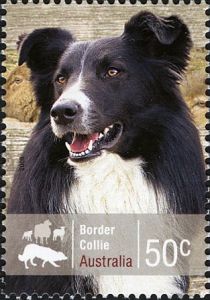 Border Collie (Canis lupus familiaris)