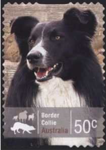 Border Collie (Canis lupus familiaris)